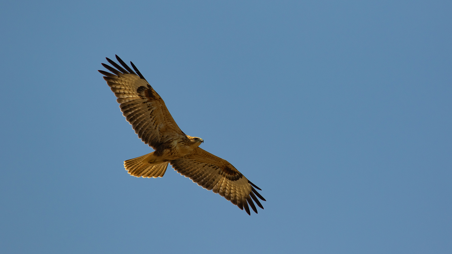Long-legged Buzzard